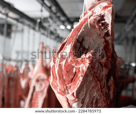 Processed beef carcasses hanging from hooks in storage area of slaughterhouse