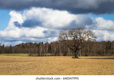 processed cereal fields in spring