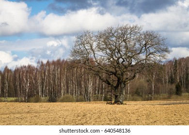 processed cereal fields in spring