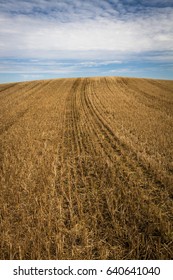 processed cereal fields in spring
