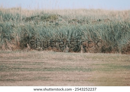 Similar – Image, Stock Photo fox Fox Sylt