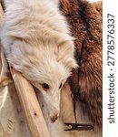 A processed white wolf or arctic fox pelt with artificial eyes on display at a historical fair, showing traditional furrier craftsmanship.