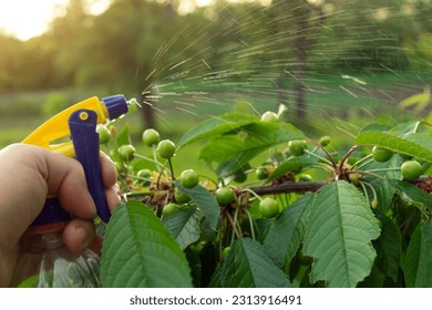 Processing branches of ripening cherries from pests and insects. Hand sprayer in gardener's hand. Preventive garden care. - Powered by Shutterstock