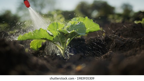 Processing Cabbage Sprouts With Pesticides. Slow Motion Video