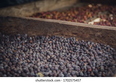 Processing Coffee On A Small African Farm.