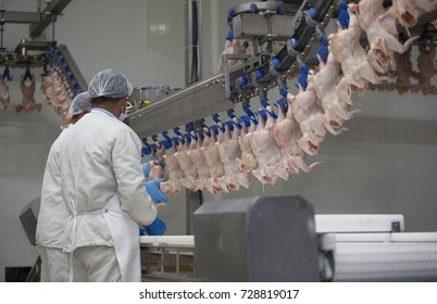 Processing Factory Chicken.