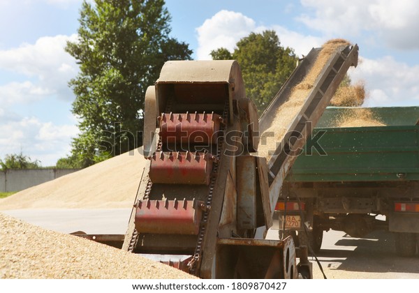 Processing of grain after\
harvesting. Grain cleaning machine, loads grain into the back of a\
truck. 