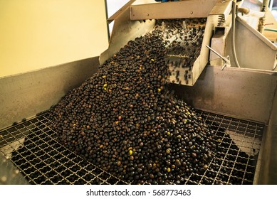 Processing Of The Olives In A Modern Oil Mill.