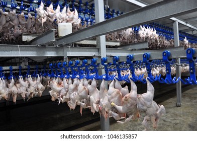 In The Processing Plant (cooling) Of Poultry Carcasses In The Meat Processing Plant