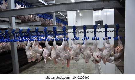 In The Processing Plant (cooling) Of Poultry Carcasses In The Meat Processing Plant