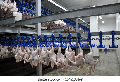 In The Processing Plant (cooling) Of Poultry Carcasses In The Meat Processing Plant