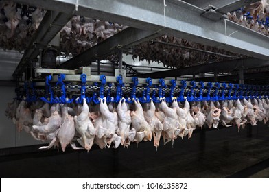 In The Processing Plant (cooling) Of Poultry Carcasses In The Meat Processing Plant