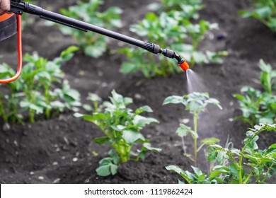 Processing Potato Plantation Insecticide Liquid Colorado Stock Photo ...