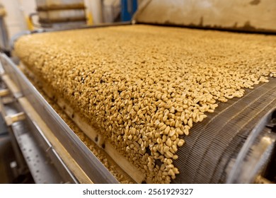 Processing and roasting of peanuts on an industrial scale. Industrial food production.