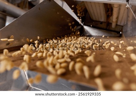 Processing and roasting of peanuts on an industrial scale. Industrial food production.