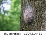 Procession caterpillar nest on the treen trunk of an oak tree