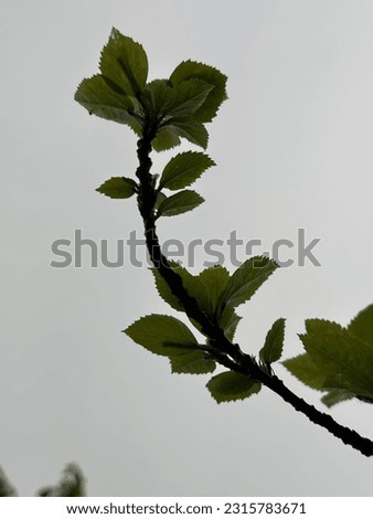 Similar – Buds sprout from the branch