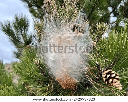 Processionary caterpillar nest in a pine tree