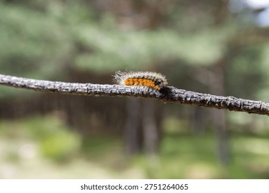 Oruga procesionaria en un árbol