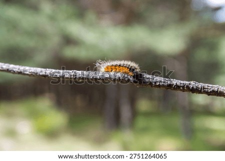 Processionary caterpillar in a tree