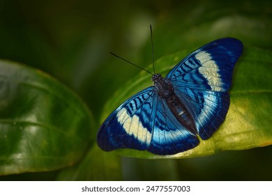 Procilla Beauty, Panacea procilla, blue butterfly from Colombia. Blue nice insect in the nature habitat, beauty on the green leave in the forest. Nature wildlife. - Powered by Shutterstock