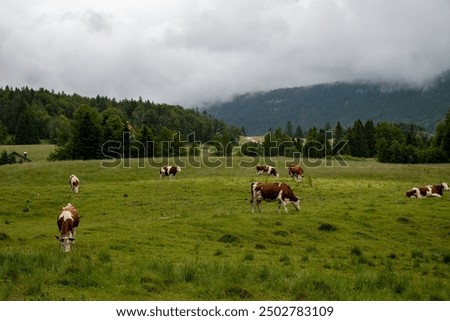 Producing and aging of wheels of Comte cheese in Jura, France, Montbeliards or French Simmental cows herd grazing grass on green pasture in summer months