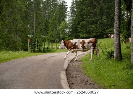 Producing and aging of wheels of Comte cheese in Jura, France, Montbeliards or French Simmental cows herd grazing grass on green pasture in summer months