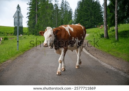 Producing and aging of wheels of Comte cheese in Jura, France, Montbeliards or French Simmental cows herd grazing grass on green pasture in summer months