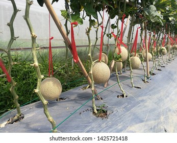 Production Agricultural Products Cantaloupe Farms Stock Photo (Edit Now ...