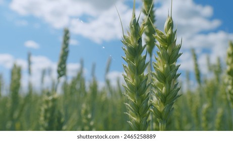 Production of bread. Fertile harvest on sunny summer day. Wheat ears sway in wind. Yellow green wheat stands. Beautiful cloudless sky in countryside over a field of wheat. Close up. - Powered by Shutterstock