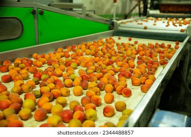 Production facilities of grading and packing of harvest of apricots on agricultural farm - Shutterstock ID 2344488857