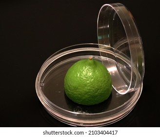 Production Of Food And Vitamins In The Food Technology Laboratory, Lemon