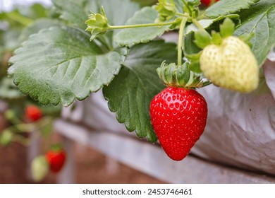 production of fresh strawberries strawberry tree - Powered by Shutterstock