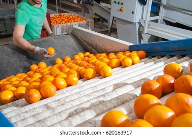 Produce factory citrus fruit