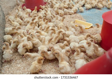 10,699 Chicken Transport Images, Stock Photos & Vectors 