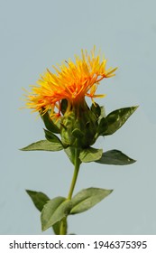 Production Of Safflower Plants And Seed Varieties From Large Farm Gardens. Dyer's Saffron, American Saffron, Flores Carthami, Saffron Thistle, Bastard Saffron, Koosumona, Hoang-tchi