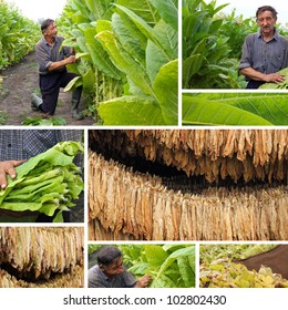 Production Of Tobacco, Split Screen