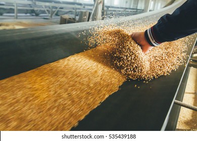 Production Of Wheat Flour