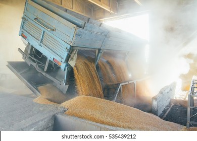 Production Of Wheat Flour