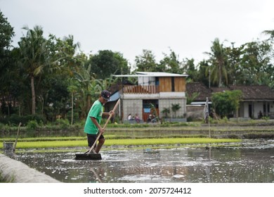 productive activities of farmers to prepare rice planting. : Bantul, Indonesia - 12 September 2021