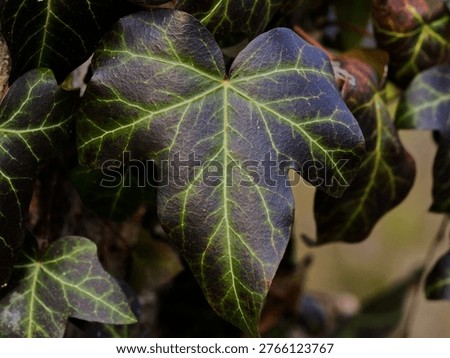 Professional 50-megapixel high-resolution macro shot of a Hedera helix (common ivy) leaf.