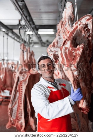 Professional adult butcher working in chilling room of meat processing factory, hanging raw beef carcasses on hooks for storage