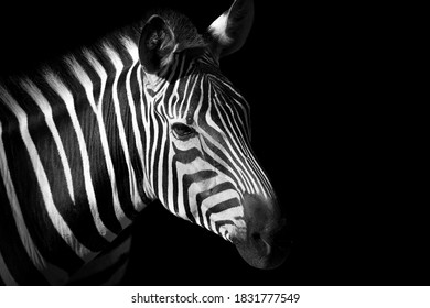 Professional Animal Zebra Design Website Black Stock Photo 1831777549 ...