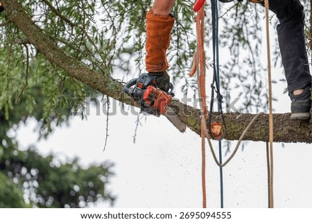 Professional arborist performing tree pruning with a chainsaw, working at height, highlighting safety precautions and expert tree care
