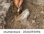Professional Archaeological excavations, archaeologists work, dig up an ancient clay artifact with special tools in soil