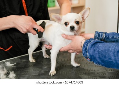 professional care for a chihuahua dog in a grooming salon.