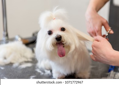 maltese grooming