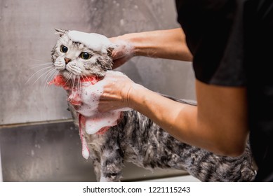 professional cat grooming