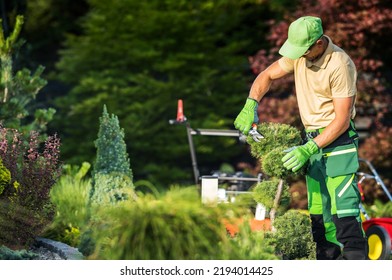 Professional Caucasian Gardener Trimming Garden Decorative Trees. Topiary Job. 