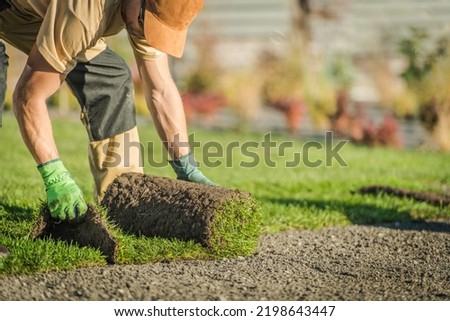 Professional Caucasian Landscaper Rolling Out the Sod Preparing the Instant Lawn in His Client’s Backyard Landscape Garden. Closeup Horizontal Photo.